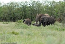 Afrikanischer Elefant (126 von 131).jpg